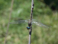 Micrathyria hypodidyma