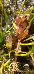 Myriophyllum quitense