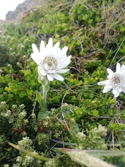 Leucheria suaveolens