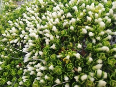 Baccharis magellanica