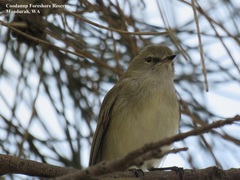 Gerygone fusca