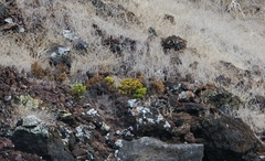 Lecocarpus pinnatifidus