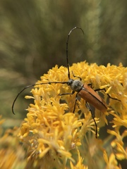 Crossidius suturalis