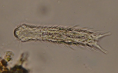 Chaetonotus