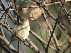 Acanthiza inornata