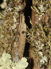 Cladonia parasitica