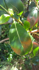 Coprosma lucida