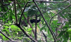 Pyriglena leucoptera