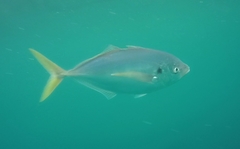 Pseudocaranx chilensis