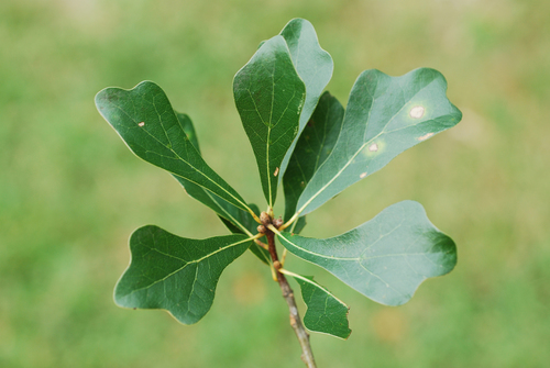 water oak (Quercus nigra)