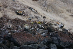 Lecocarpus pinnatifidus