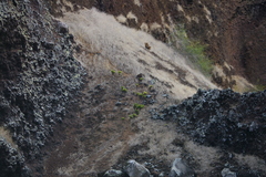 Lecocarpus pinnatifidus