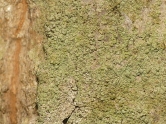 Scoliciosporum pensylvanicum