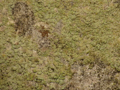 Scoliciosporum pensylvanicum