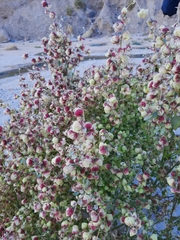 Dicoria canescens