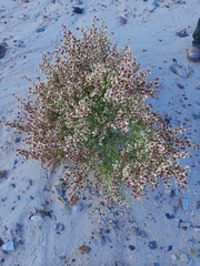 Dicoria canescens