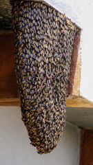 Apis dorsata