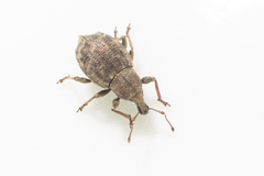 Tropiphorus elevatus