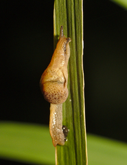 Stanisicarion freycineti