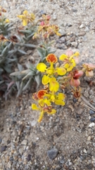 Dinemandra ericoides