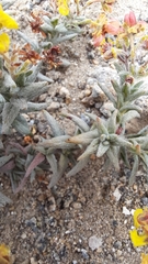 Dinemandra ericoides