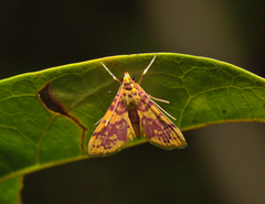 Conogethes haemactalis