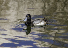 Aythya affinis