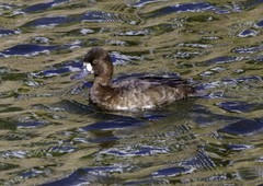 Aythya affinis