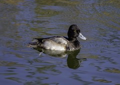Aythya affinis