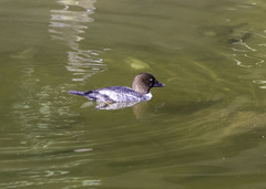 Bucephala clangula