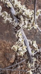 Atriplex imbricata