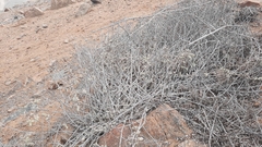 Atriplex imbricata