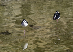 Himantopus mexicanus