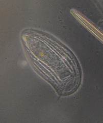 Pseudochilodonopsis piscatoris