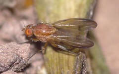 Minettia inusta