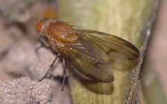 Minettia inusta