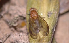 Minettia inusta