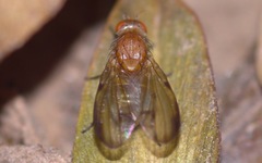 Minettia inusta