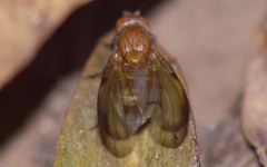 Minettia inusta