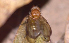 Minettia inusta