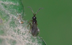 Belytinae