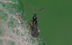 Belytinae