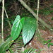 Anthurium longipeltatum Matuda 3