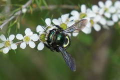 Xylocopa aerata