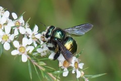 Xylocopa aerata
