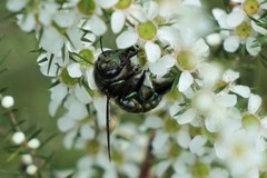 Xylocopa aerata