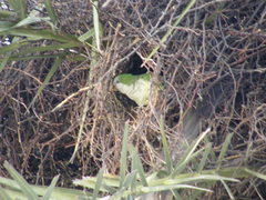 Myiopsitta monachus