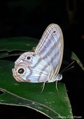 Chloreuptychia herseis