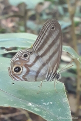 Chloreuptychia herseis