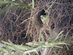 Myiopsitta monachus